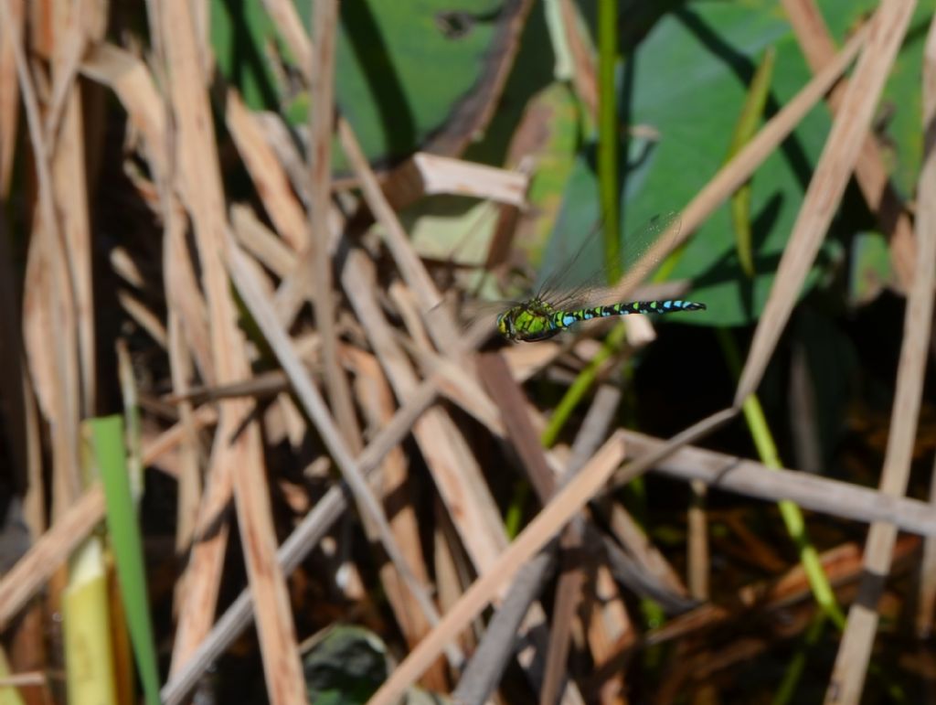 Aeshna mixta e Aeshna cyanea